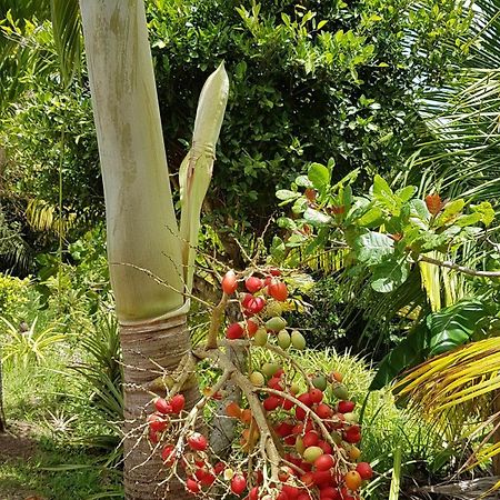 Kaye Mango Villa Soufrière Eksteriør bilde